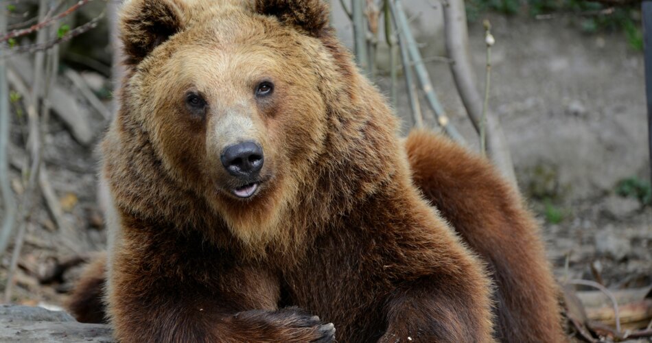 Brown bear | © Alpenzoo Innsbruck