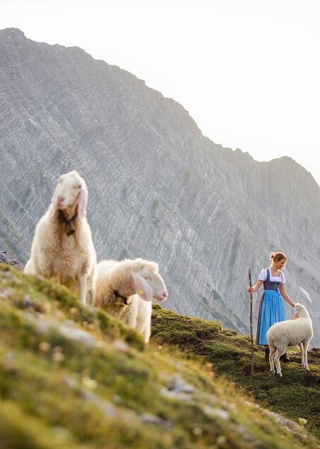 Sheep in a meadow | © ZABT / C. Jorda