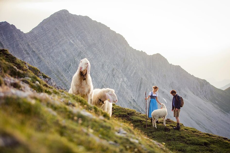 Sheep in a meadow | © ZABT / C. Jorda