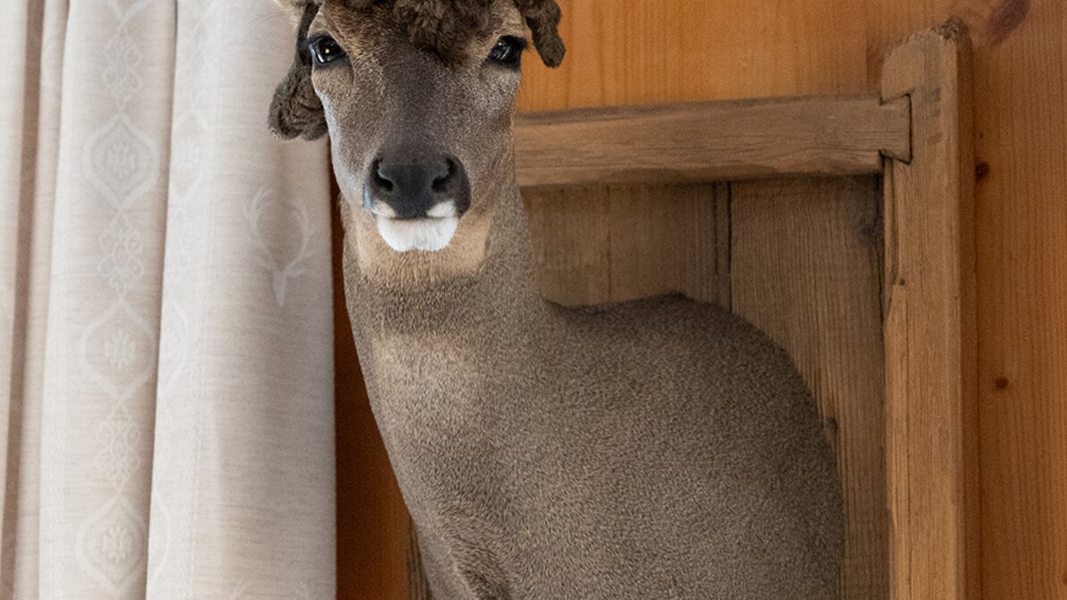 A stuffed deer head on a wooden wall | © Tiroler Zugspitz Arena/ Jasmin Fröhlich; Petra Hörbst
