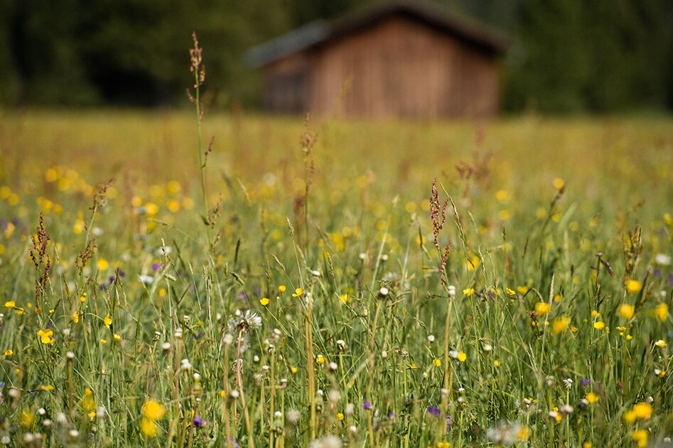 A colorful flower meadow with tall grass, a wooden hut in the background  | © Tiroler Zugspitz Arena/Bianca McCarty