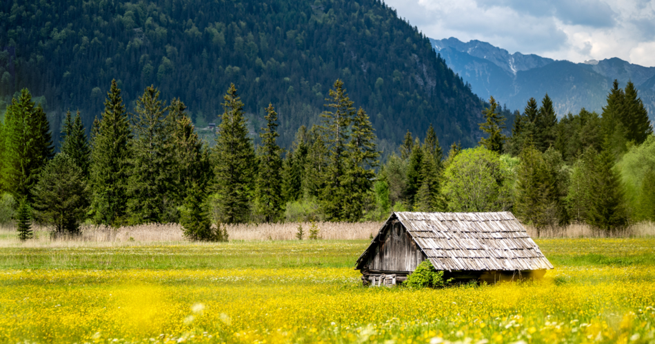 A flower meadow with blooming yellow flowers and a hut | © Tiroler Zugspitz Arena | Danijel Jovanovic