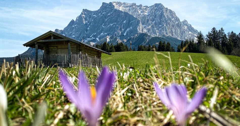 Eine grüne Wiese, lila Krokusse und die Zugspitze | © Tiroler Zuugspitz Arena