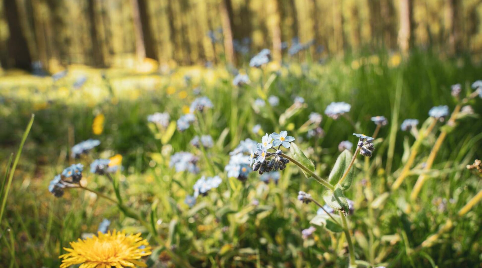 Blumen im Wald | © Tiroler Zugspitz Arena/Zotz Lea