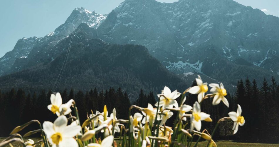 Flowers and the Zugspitze in the background | © Tiroler Zugspitz Arena