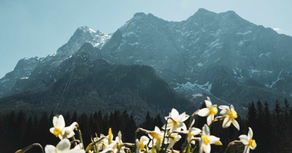 Blumen und die Zugspitze im Hintergrund | © Tiroler Zugspitz Arena
