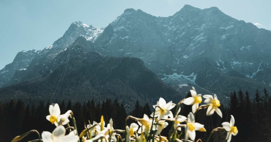 Blumen und die Zugspitze im Hintergrund | © Tiroler Zugspitz Arena