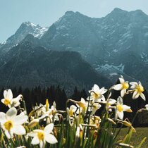 Blumen und die Zugspitze im Hintergrund | © Tiroler Zugspitz Arena