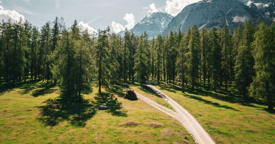 Ein grüner Lärchenwald | © Tiroler Zugspitz Arena