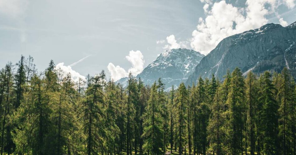 A green larch forest | © Tiroler Zugspitz Arena