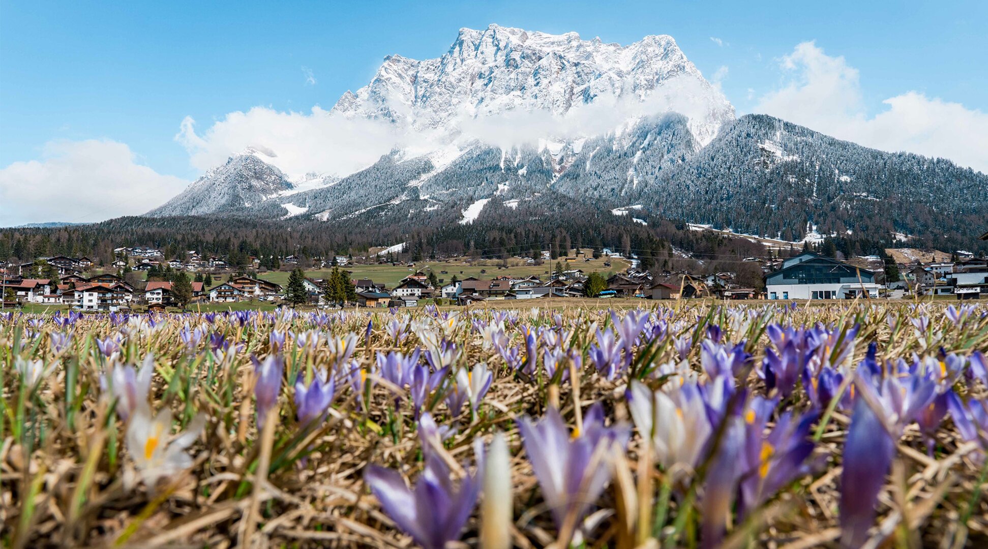 Blühende Wiesen mit Krokussen | © Tiroler Zugspitz Arena