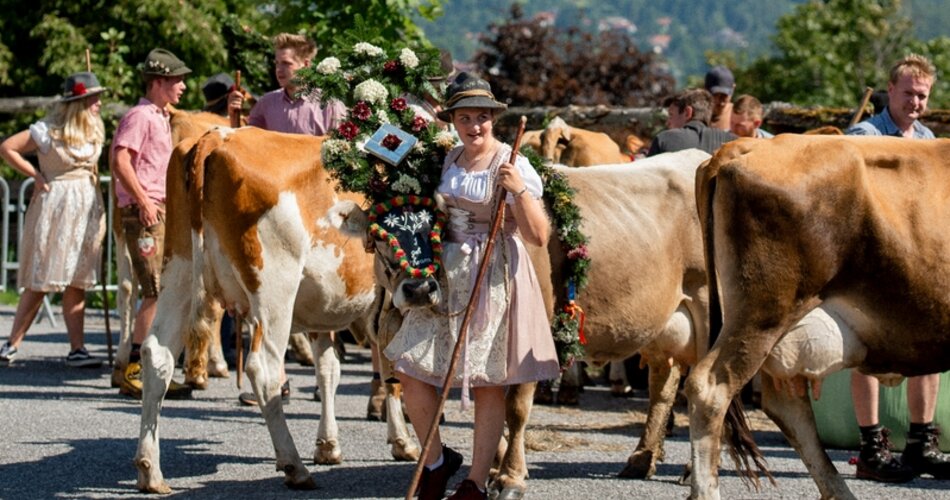 mit Blumengestecken und Glocken geschmückte Kühe auf einer Straße, Menschen in traditioneller Tracht die mit den Kühen laufen. im Hintergrund die Zugspitze, ein grüner Baum und blauer Himmel.  | © Tiroler Zugspitz Arena/BiancaMcCarty