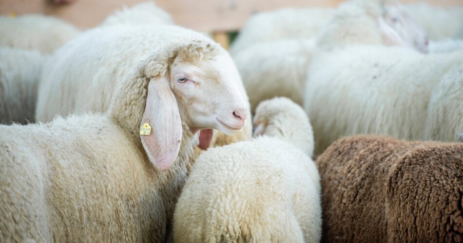 Many sheep | © Tiroler Zugspitz Arena/BiancaMcCarty