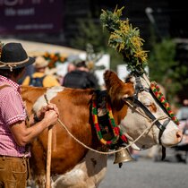 A cow with a magnificent headdress | © Tiroler Zugspitz Arena/BiancaMcCarty
