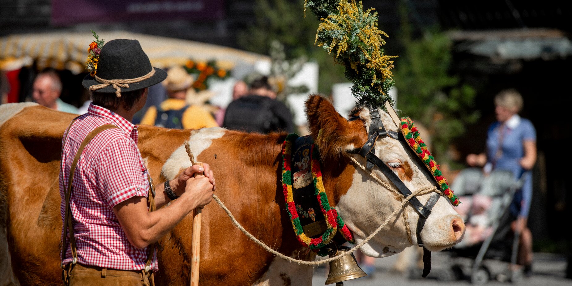 A cow with a magnificent headdress | © Tiroler Zugspitz Arena/BiancaMcCarty