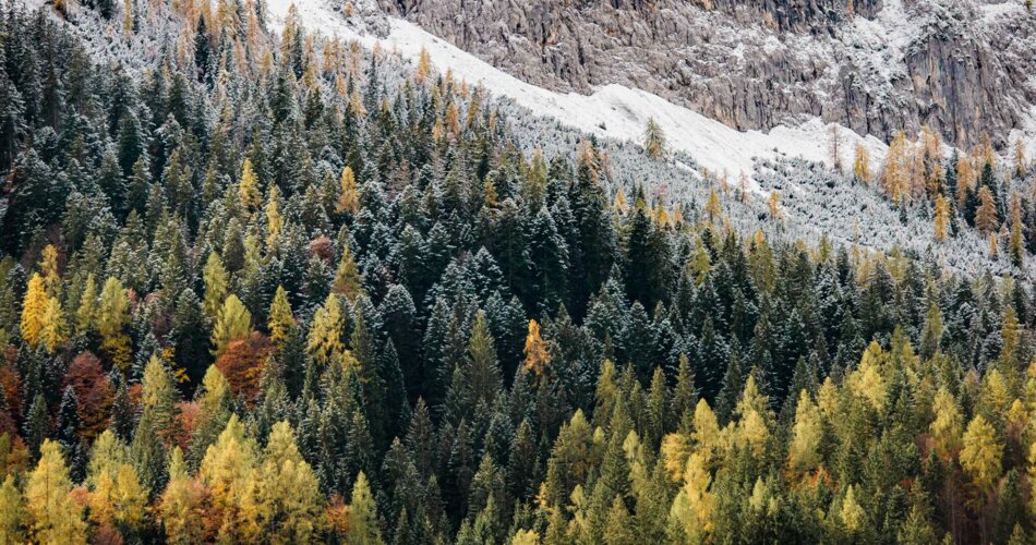 Ein herbstlich gefärbter Wald mit etwas Schnee im oberen Bereich | © Tiroler Zugspitz Arena/BiancaMcCarty