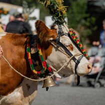Alpine cattle drive | © Tiroler Zugspitz Arena/BiancaMcCarty A magnificently decorated cow | © Tiroler Zugspitz Arena/BiancaMcCarty