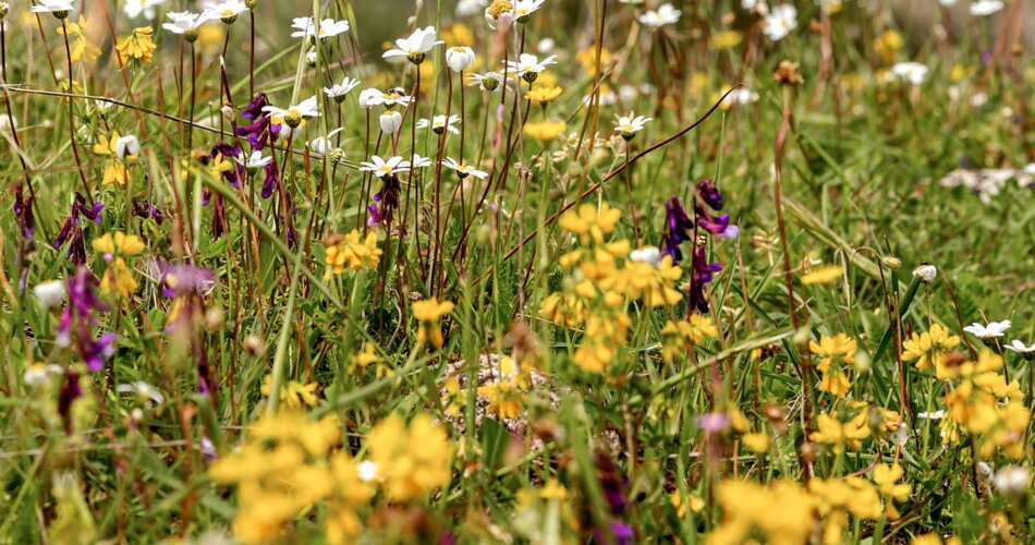 Blumen | © Werbeagentur Bärig