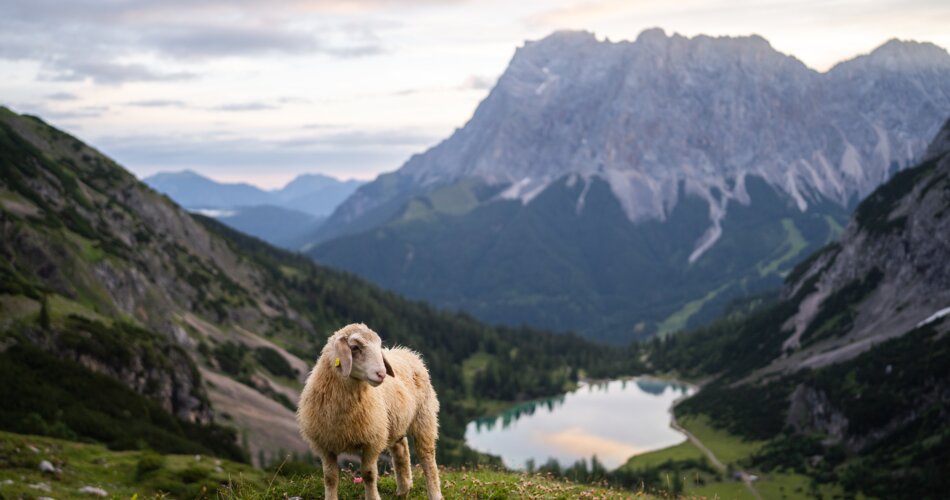 A sheep, a mountain lake and mountain panorama with the Zugspitze in the background  | © TZA/ Sam Oetiker