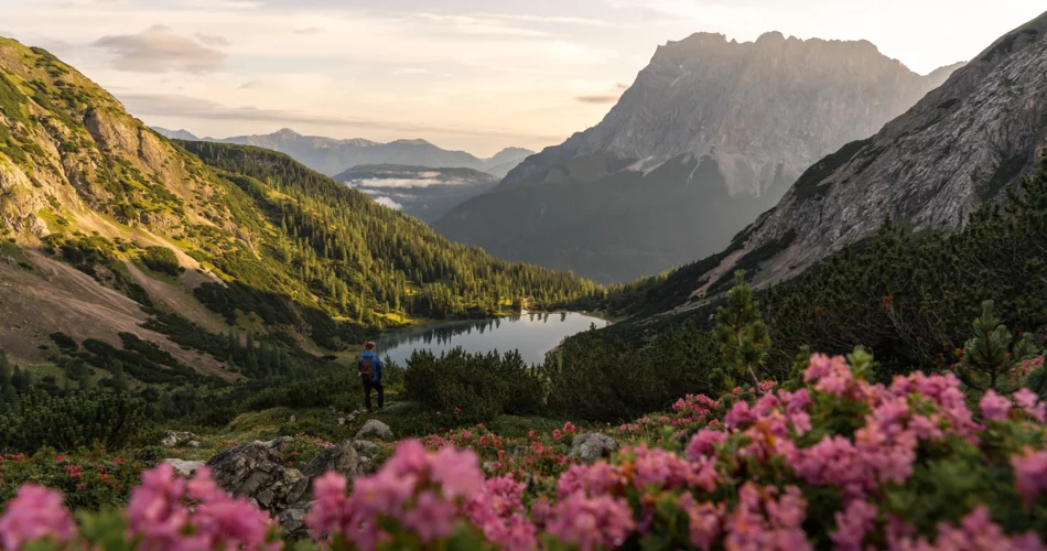 The crystal-clear Seebensee, pink flowers in the foreground, the Zugspitze in the background | © Tiroler Zugspitz Arena/Sam Oetiker