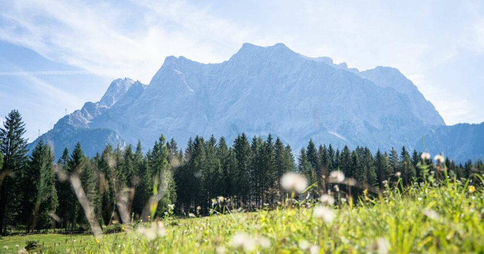 The Zugspitze and a flowering meadow | © Tiroler Zugspitz Arena/Nikola Radovic