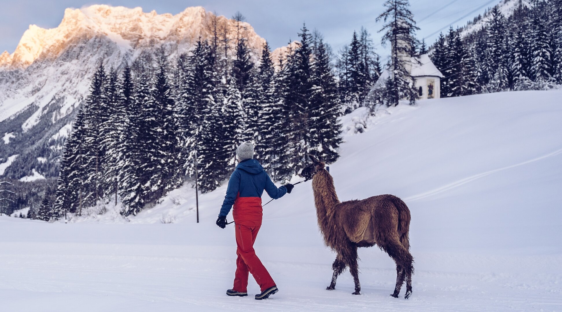 Lama hiking in the winter | © Tiroler Zugspitz Arena/Oostenrijk TV