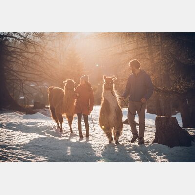 Couple on a winter llama hike through the forest at sunset | © Tiroler Zugspitz Arena/C. Jorda