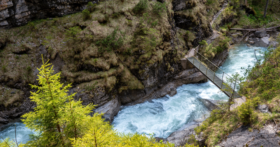 Gelbe Blumen blühen am Rand einer beeindruckenden Gebirgsschlucht mit einem Bach | © Tiroler Zugspitz Arena | Danijel Jovanovic