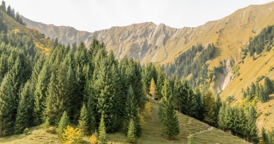 Im Vordergrund ein satt grüner Tannenwald auf grüner wiese, im Hintergrund eine grün bewachsene Bergkette unter blauem Himmel. | © Tiroler Zugspitz Arena/Bianca McCarty