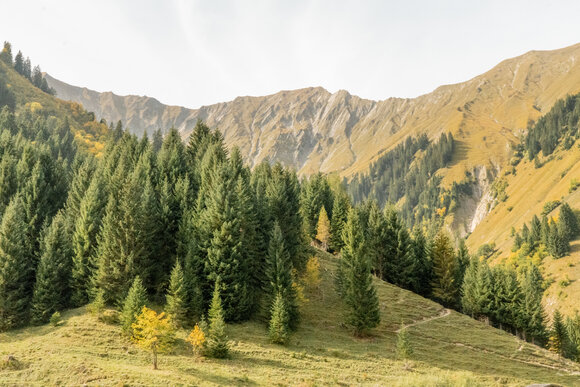 In the foreground a lush green fir forest on a green meadow, in the background a green mountain range under a blue sky. | © Tiroler Zugspitz Arena/Bianca McCarty