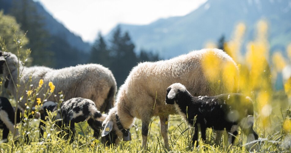 Lämmchen und ihre Mamas auf einer grünen Wiese beim Grasen.  | © Tiroler Zugspitz Arena/Bianca McCarty