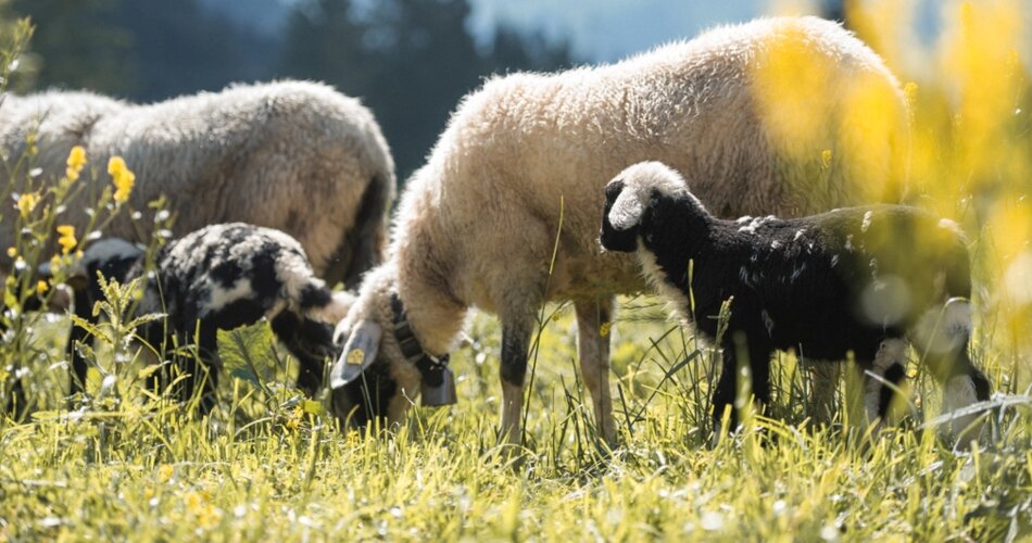 Lämmchen und ihre Mamas | © Tiroler Zugspitz Arena/Bianca McCarty