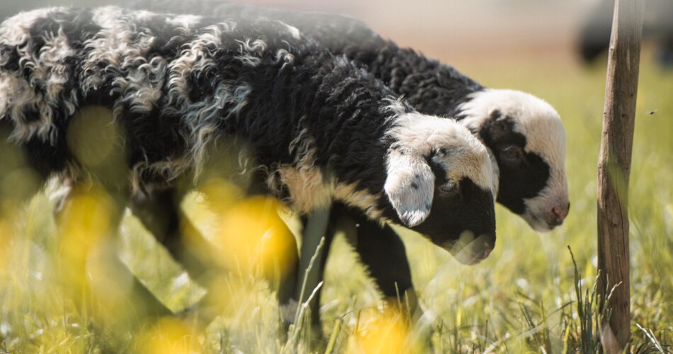Two lambs in a meadow | © Tiroler Zugspitz Arena/Bianca McCarty