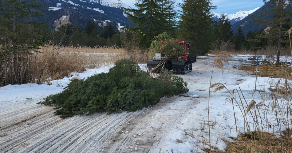 A snow groomer transports trees and shrubs | © Tiroler Zugspitz Arena