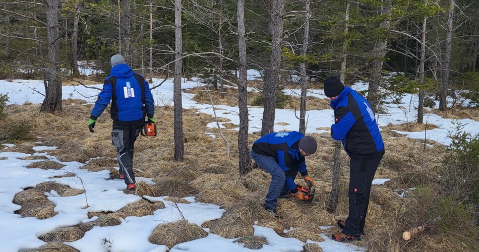 Several employees of the Tiroler Zugspitz Arena during scrub clearance work | © Tiroler Zugspitz Arena